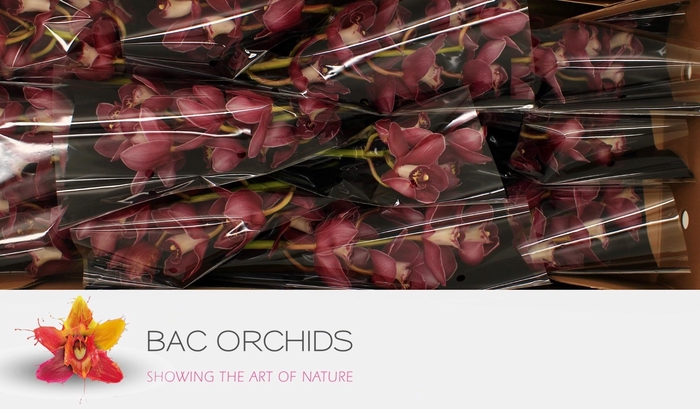 <h4>CYMB T BAROLO</h4>