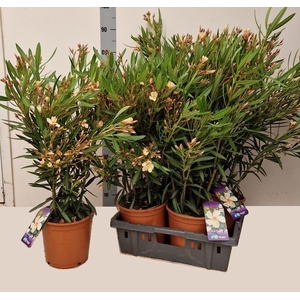 NERI OLEANDER