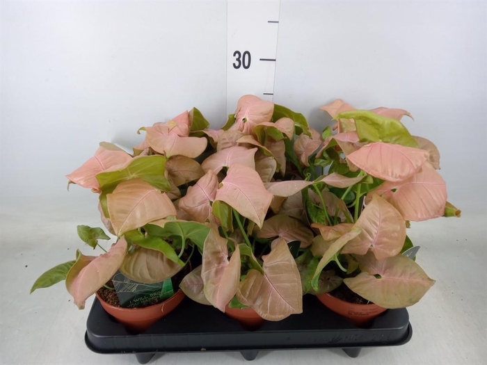 <h4>Syngonium podop.</h4>