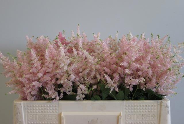 <h4>ASTIL JA EUROPA</h4>