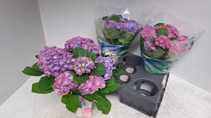 <h4>HYDR M EARLY BLUE</h4>