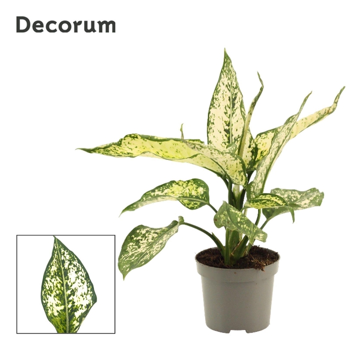 <h4>Aglaonema White Diamond 9 cm (Decorum)</h4>
