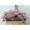 Eryngium Klb Frosted Pink X60