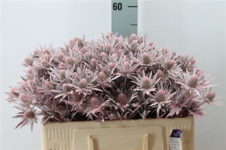 Eryngium Klb Frosted Pink X60