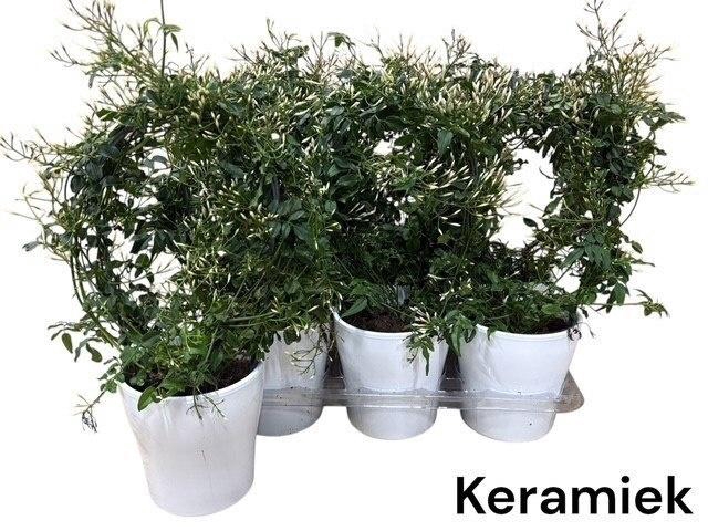 <h4>JASM POLYANTHUM WIT</h4>