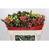 Hypericum Rainbow Romance Spray