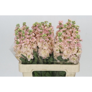 Matthiola Iron Apricot