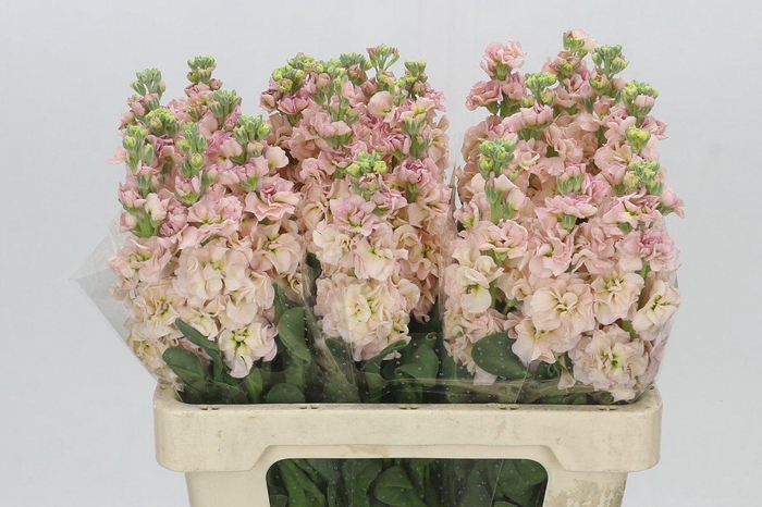 <h4>Matthiola Iron Apricot</h4>