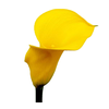 CALLA YELLOWEEN 040 CM
