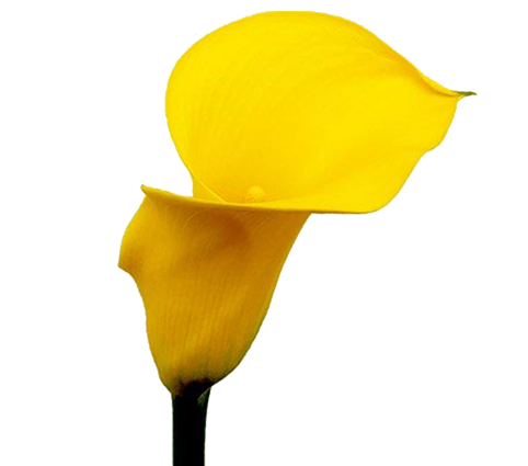 <h4>CALLA YELLOWEEN 040 CM</h4>