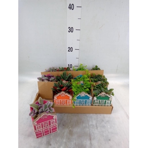 Planten  ..in schaal L%