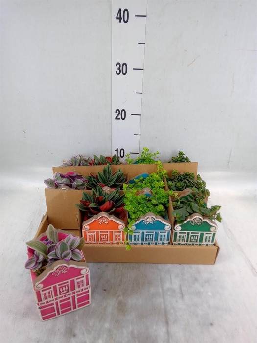 <h4>Planten  ..in schaal L%</h4>