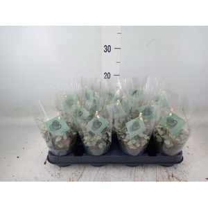 Ceropegia woodii ssp. woodii