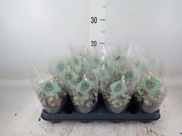 <h4>Ceropegia woodii ssp. woodii</h4>