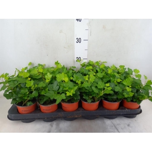 Hedera helix 'Wonder'