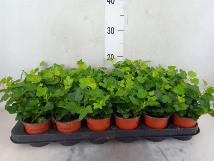 <h4>Hedera helix 'Wonder'</h4>