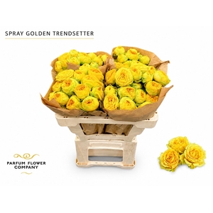 Rosa Spray Golden Trendsetter
