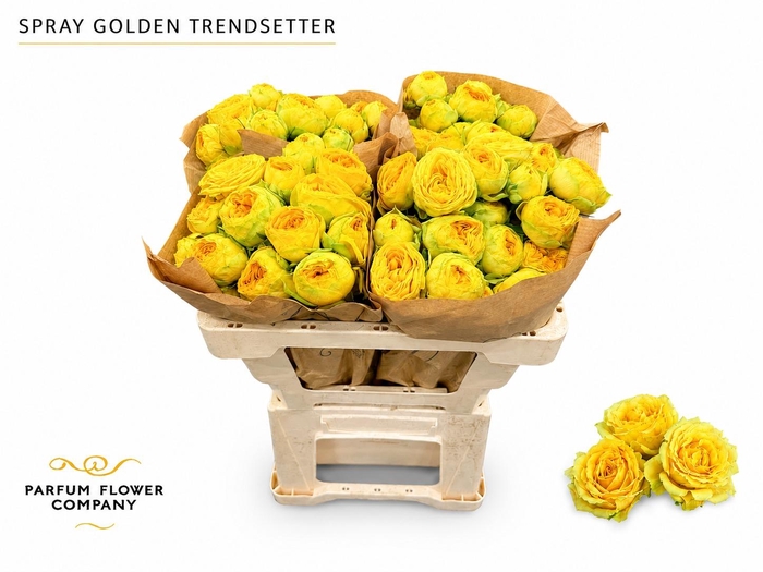<h4>Rosa Spray Golden Trendsetter</h4>