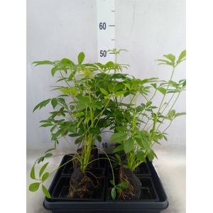 Arr.   Kamerplant Groen H%