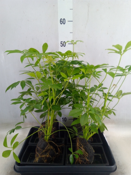 <h4>Arr.   Kamerplant Groen H%</h4>