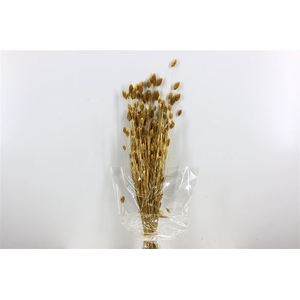 Dried Phalaris 100gr Gold Bunch Slv