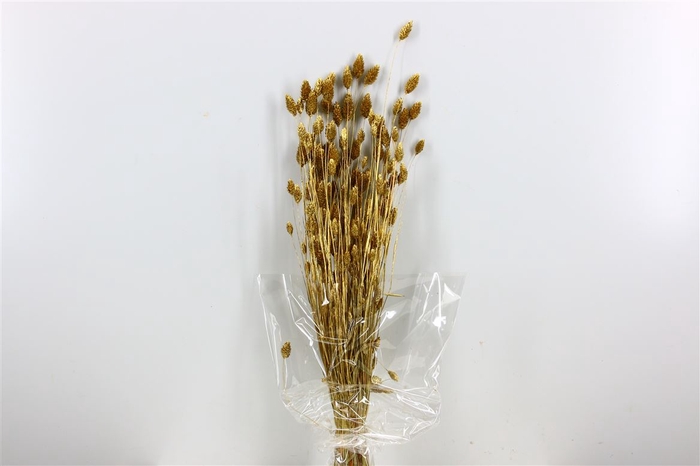 Dried Phalaris 100gr Gold Bunch Slv