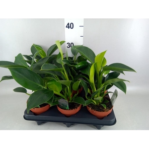 Philodendron  'Green Princess'