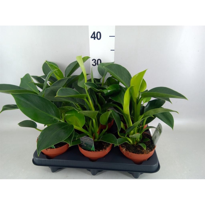 <h4>Philodendron  'Green Princess'</h4>