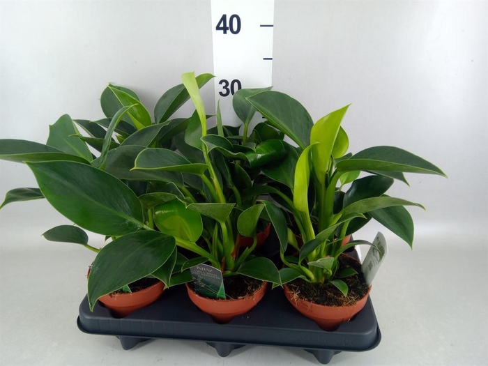 <h4>Philodendron  'Green Princess'</h4>