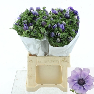 ANEM CO MIS + AZZURR