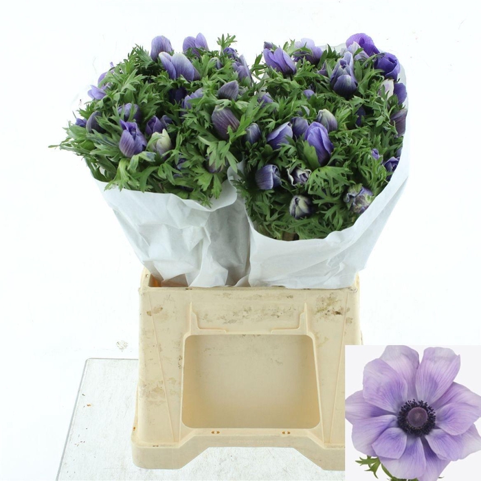 <h4>ANEM CO MIS + AZZURR</h4>