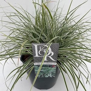 Graminées Carex 'Everest'