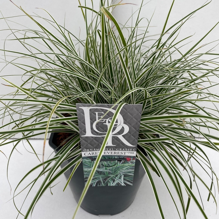 <h4>Graminées Carex 'Everest'</h4>