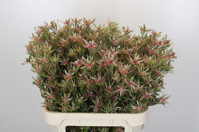 Leucadendron Ayoba Star Pearl