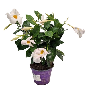 MANDE SUN WHITE