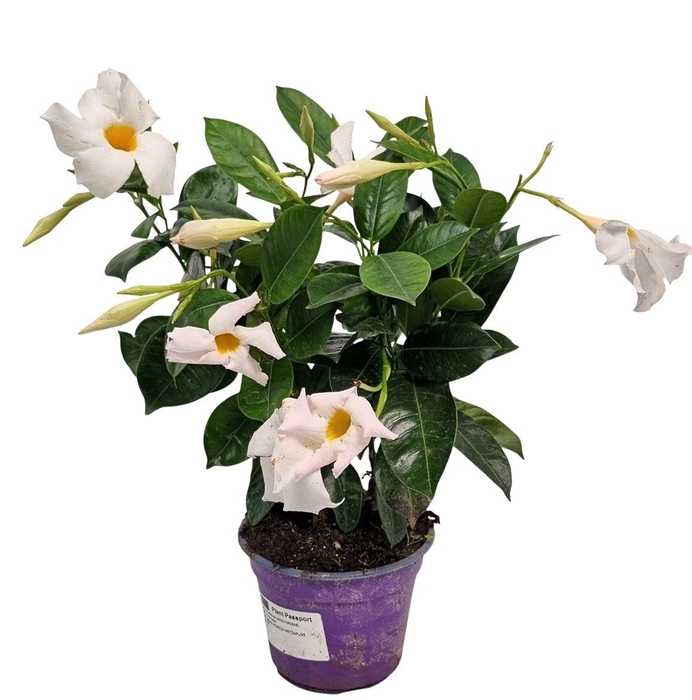 <h4>MANDE SUN WHITE</h4>