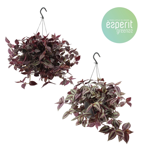 <h4>Tradescantia Mix hangpot</h4>