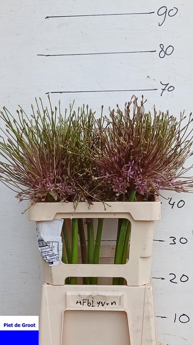 <h4>ALLIUM SCHUBERTII</h4>