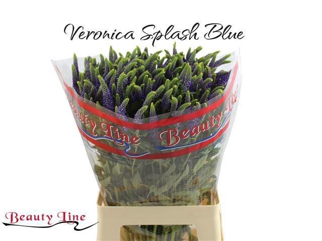 <h4>VERON L SKYLER BLUE</h4>