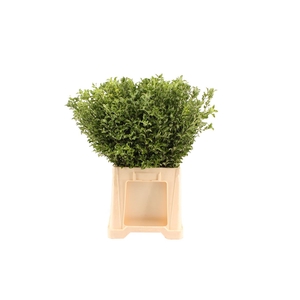 Pittosporum Groen 50