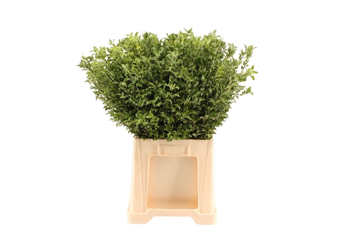 <h4>Pittosporum Groen 50</h4>