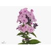 PHLOX P SWEET DANCE
