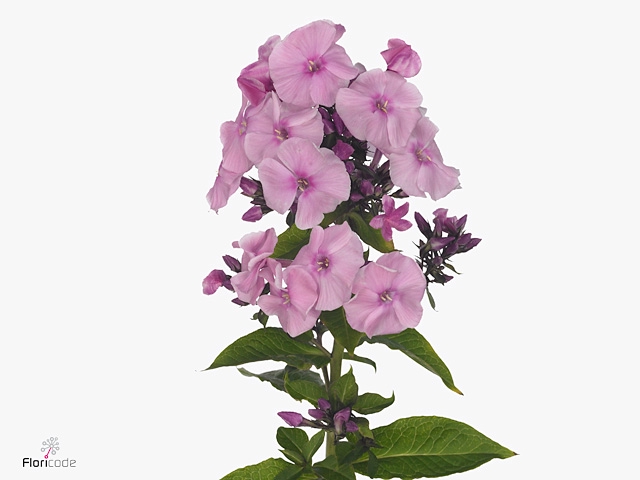 PHLOX P SWEET DANCE
