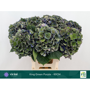 Hydr King Green Purple 60 cm Vicini