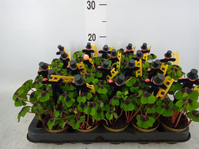 <h4>Oxalis deppei</h4>