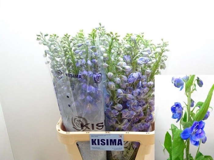 <h4>Delph Guardian Blue Kisima</h4>