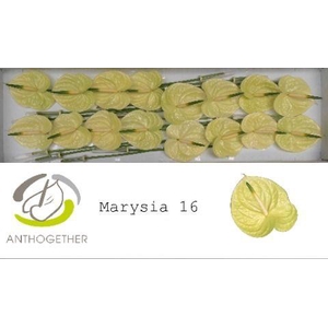 Anthurium Marysia