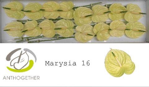 <h4>ANTH A MARYSIA 16</h4>