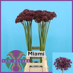 ALLIUM  MIAMI