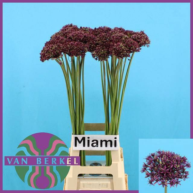 <h4>ALLIUM  MIAMI</h4>